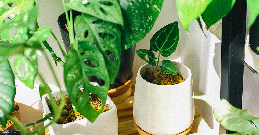 10 Air-Purifying Plants for Your Home