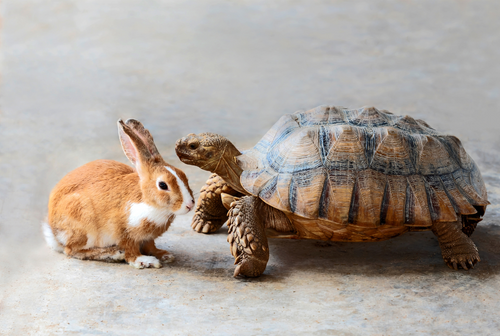 Pet Air Purifier: Clean Air Solutions for Every Pet and Every Room