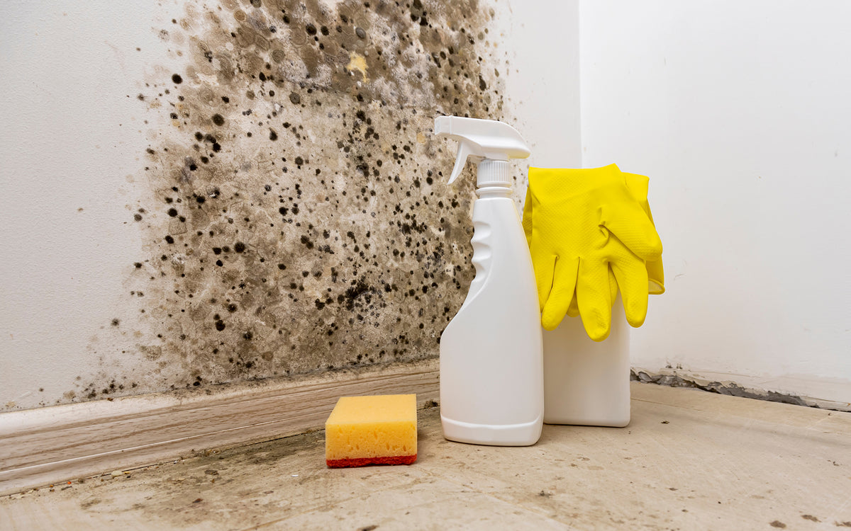Image showcasing Eco-Friendly Mold Prevention Tips for a Healthier Home