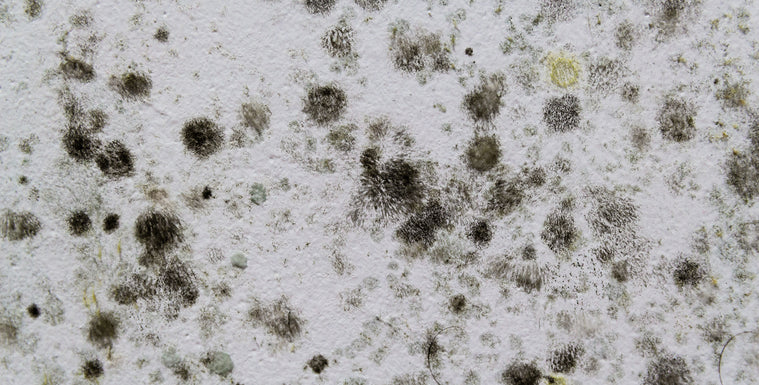 Clearing the Air: How Air Purifiers Eliminate Mycotoxins