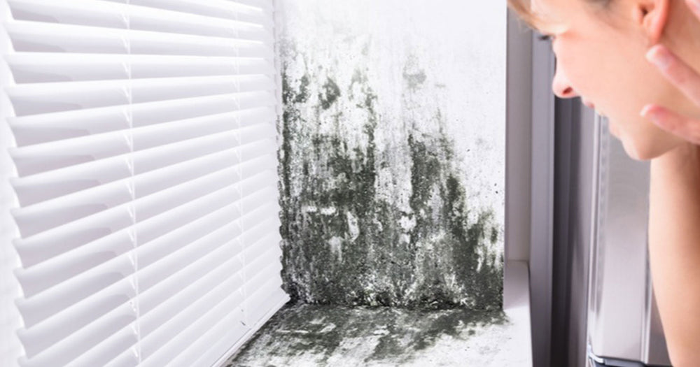 Who Should Be Worried About Mold After a Hurricane?