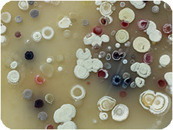 actinobacteria
