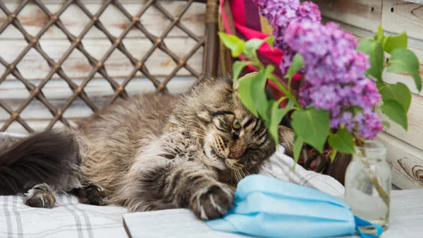 Cat laying in Sun Room Next to Flowers - Source of Airborne Allergens