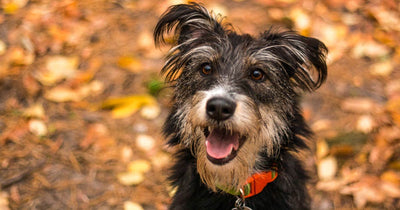 Air Purifier for Pet Dander