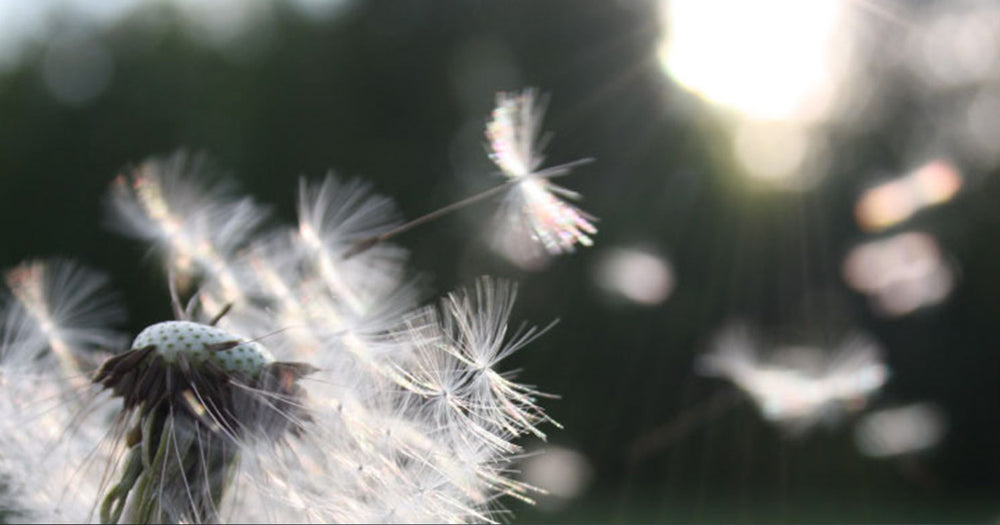 Air Purifiers for Seasonal Allergies