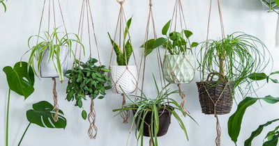 Air Purifying Plants 