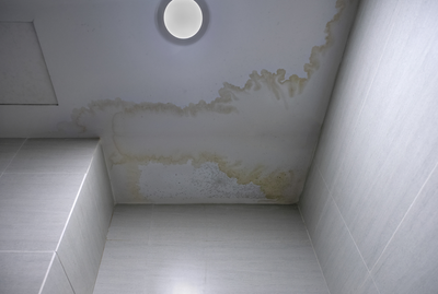 Black Mold vs. Mildew: Understanding the Differences and Health Implications