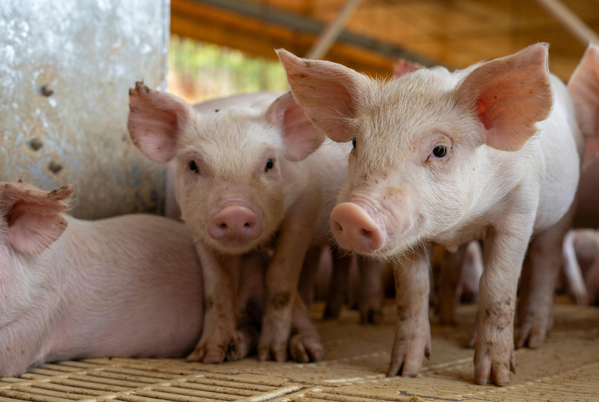 Agricultural Air Pollution: How Farm Operations Affect Indoor Air Quality