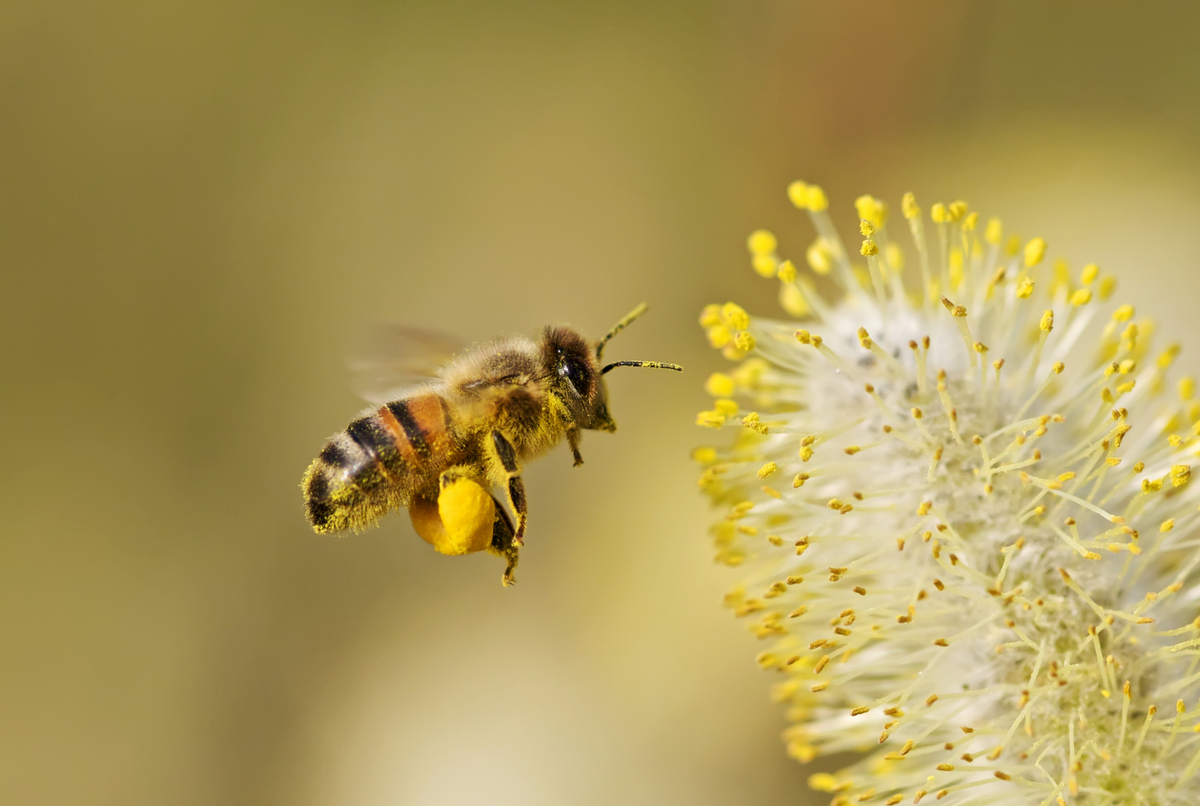 Air Quality Can Be a Tool for Tracking Pollen