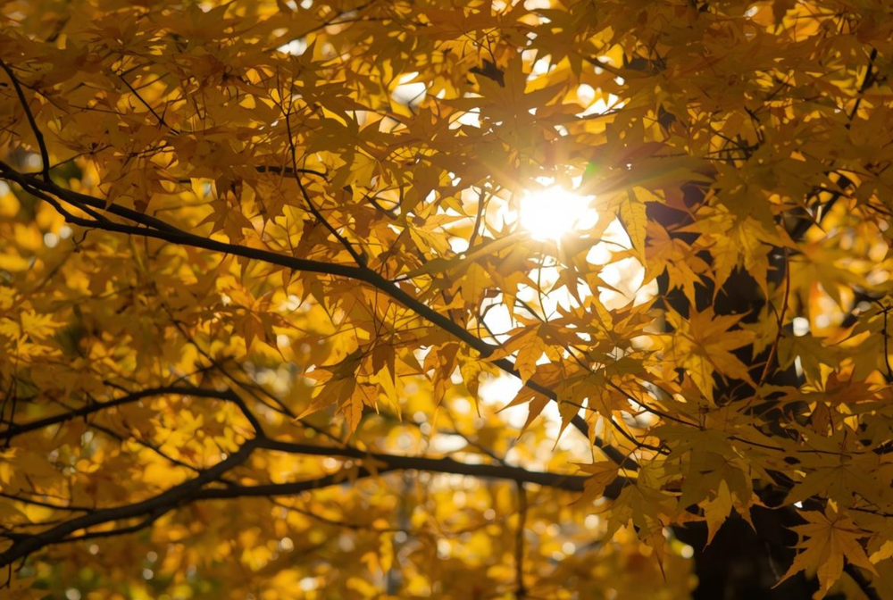 Maple tree allergies vary significantly by region, climate, and season. Learn where symptoms are worst, when pollen peaks, and how to reduce your indoor exposure.