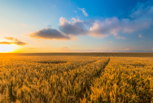 Regenerative Agriculture and Air Quality: Farming That Heals the Air We Breathe