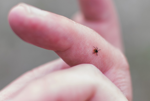 Mold Illness May Sabotage Lyme Disease Recovery