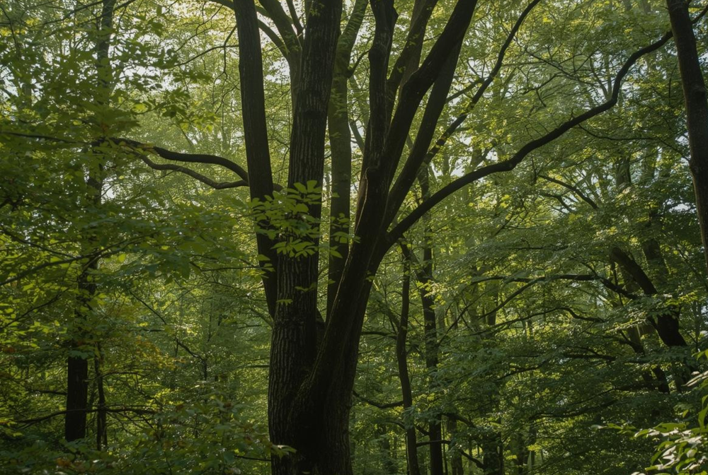 Ash tree allergies can cause severe respiratory symptoms in some people. Here's what makes this pollen so potent and what to do.