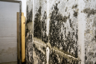 What Does Mold Look Like? Identifying Common Types in Your Home
