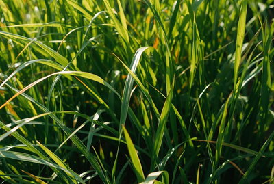 Bermuda grass allergies don't stop at your front door. Here's how pollen gets inside and what you can do to reduce your exposure. 