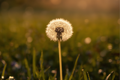 Dandelion allergies are rarely the cause of spring sneezing. Learn what actually triggers hay fever and how to find relief.