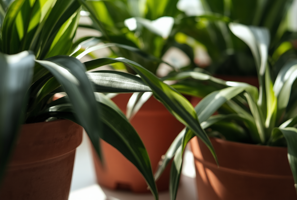 Will an air purifier work near houseplants? Learn how plant placement affects purifier performance and air quality.