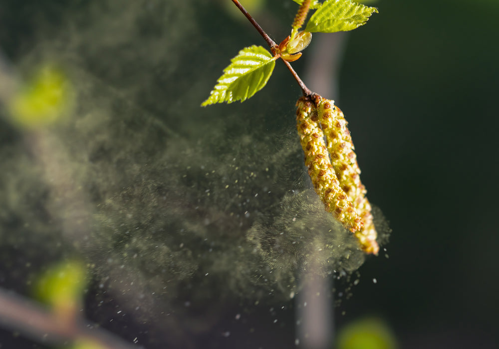 Summer Allergy Forecast 2024