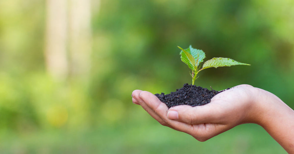 Hand holding sapling planted in dirt