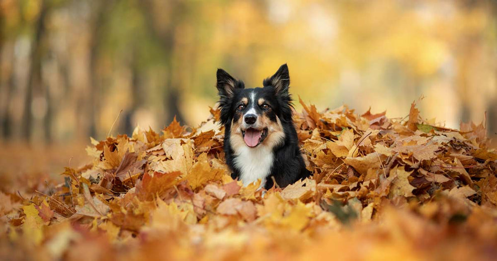 Border Collie running through a pile of autumn leaves