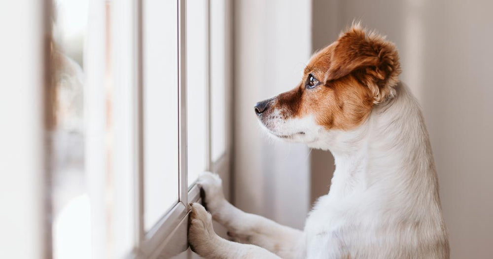 are air purifiers bad for dogs