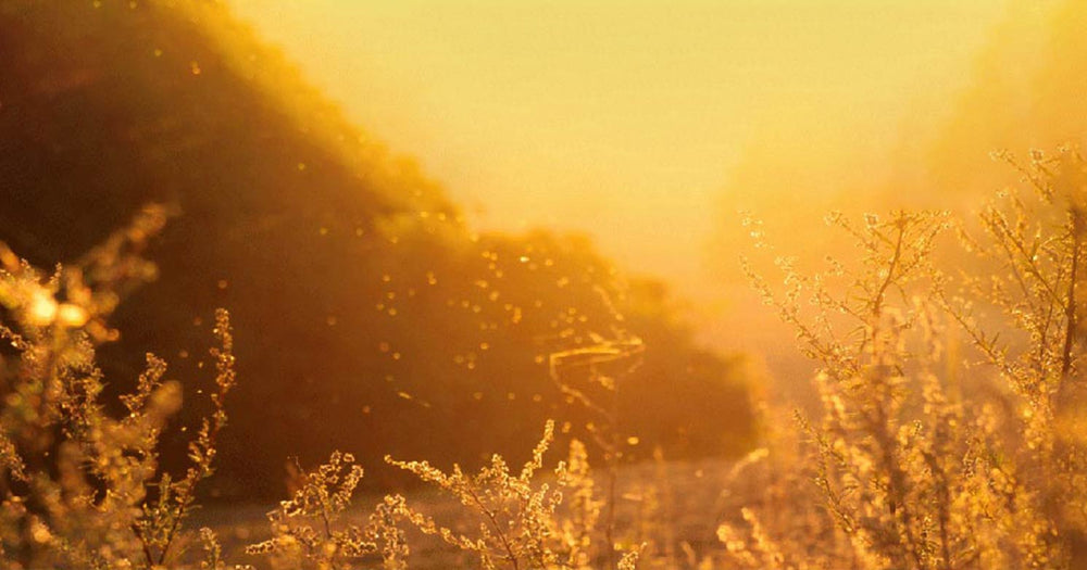 Don’t Fall Into Allergy Season Unprepared