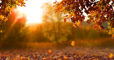 Sunshine beaming through autumnal leaves and tree branches