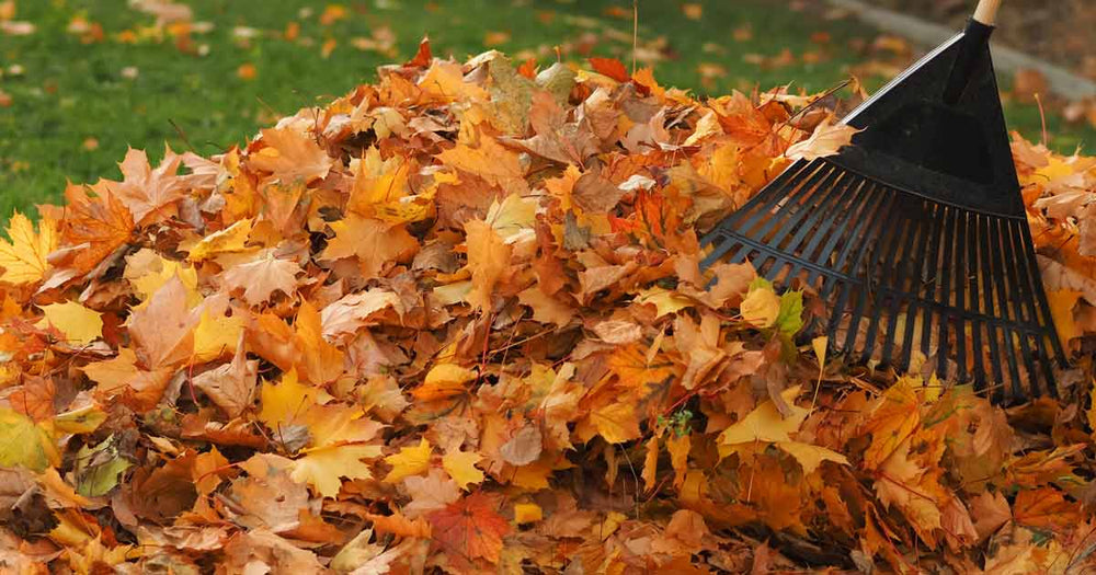 Pile of fall leaves with a rake 