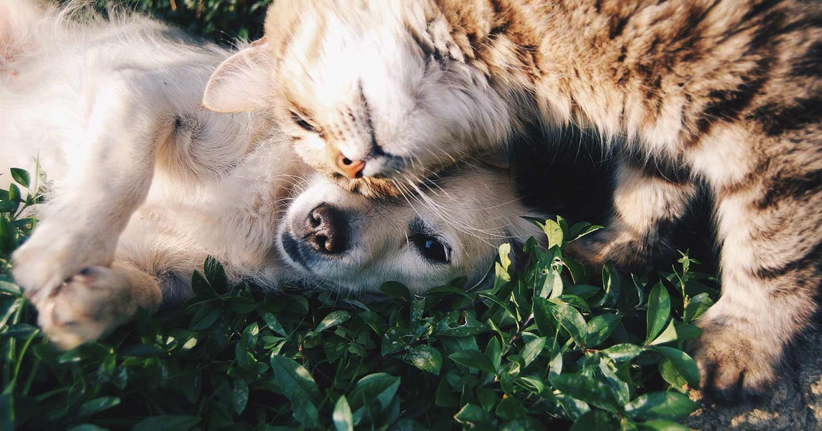 Fido, Whiskers, and Air Quality