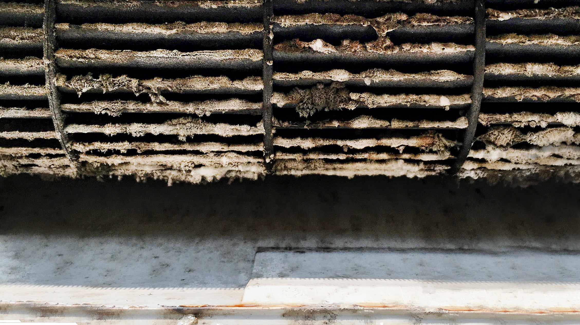 HEPA Filters and Black Mold: What You Need to Know | Air Oasis