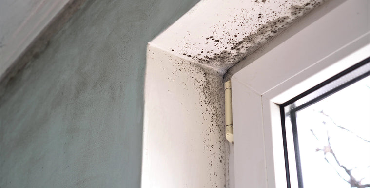 Home Remedies and Prevention Techniques for Mold Control