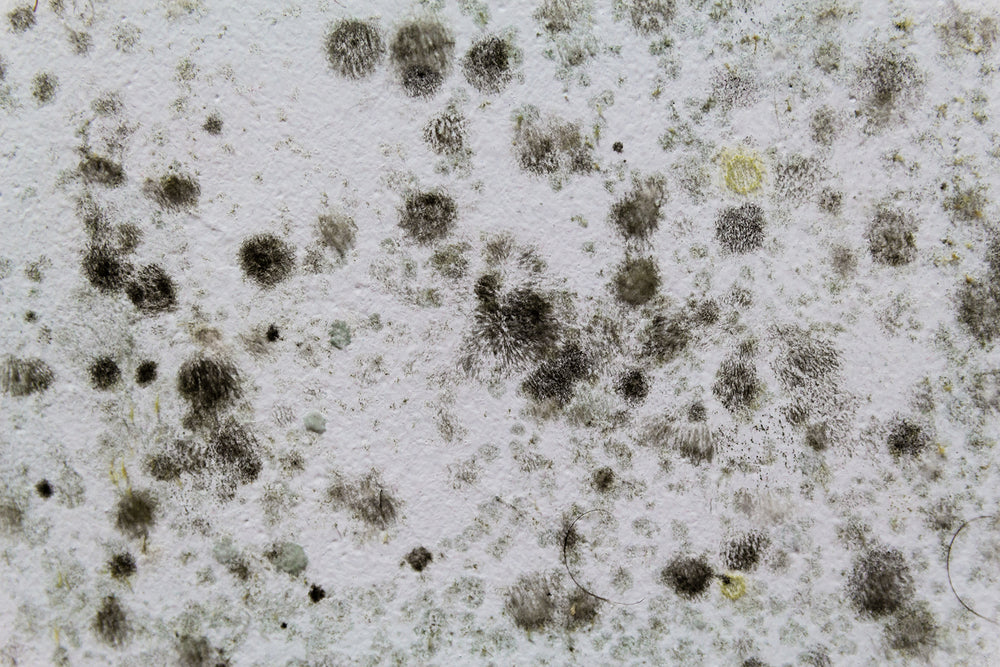Clearing the Air: How Air Purifiers Eliminate Mycotoxins