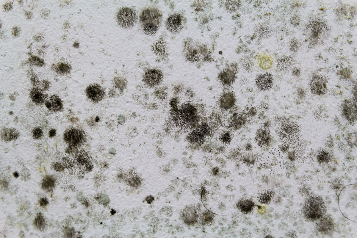 Clearing the Air: How Air Purifiers Eliminate Mycotoxins