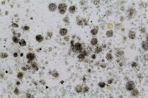 Clearing the Air: How Air Purifiers Eliminate Mycotoxins