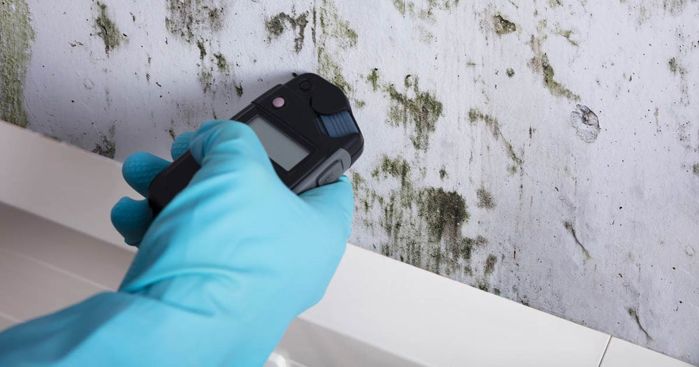 Black Mold Pictures and Information