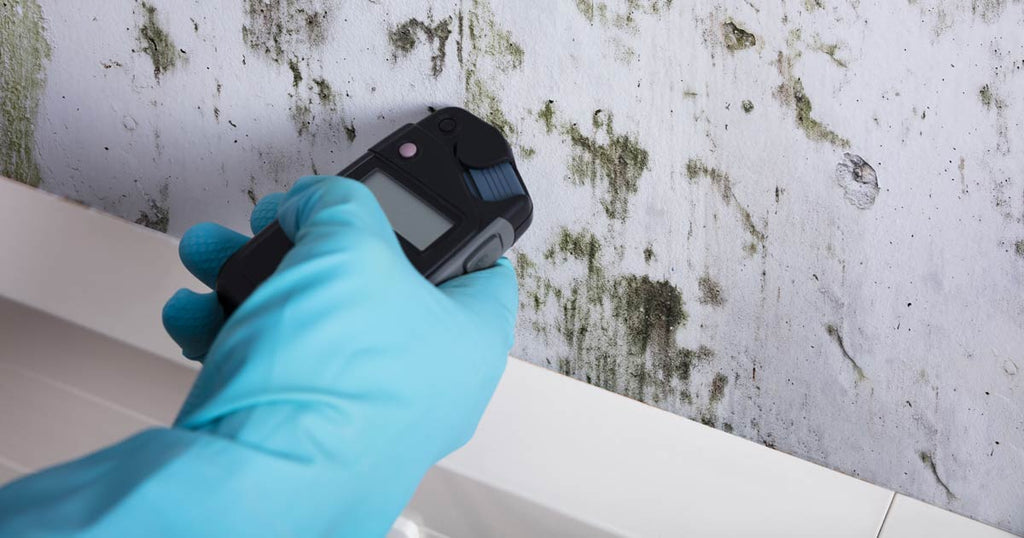 TESTING FOR BLACK MOLD in the home or office