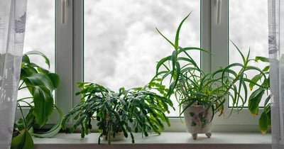 Indoor plants on windowsill in front of wintery outdoor scenery