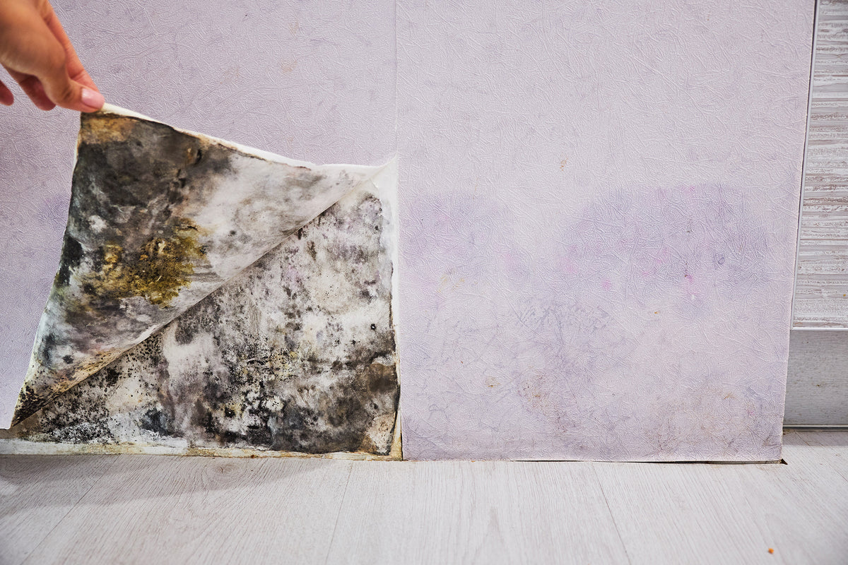 Mold-Proofing Your Home: Tips for New Construction and Renovation