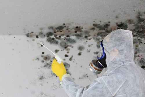 Mold and Respiratory Health in the Elderly: Protective Measures