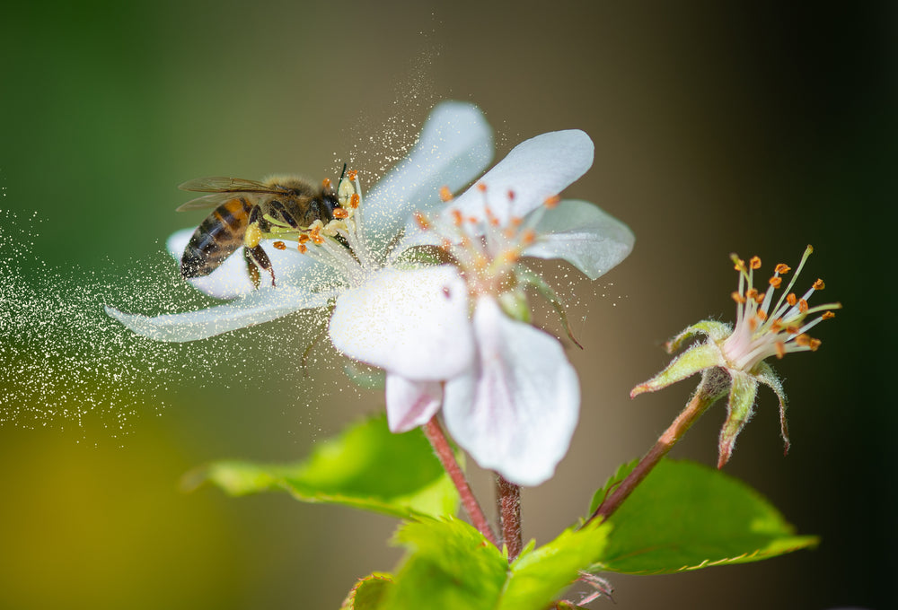 In Pollen A Full List of Pollen Allergies | Air Oasis
