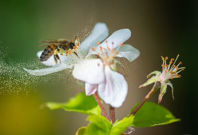 A Full List of Pollen Allergies