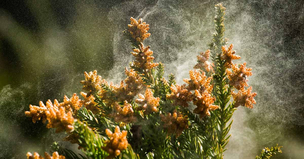 Cedar in bloom with pollen billowing around the flowers