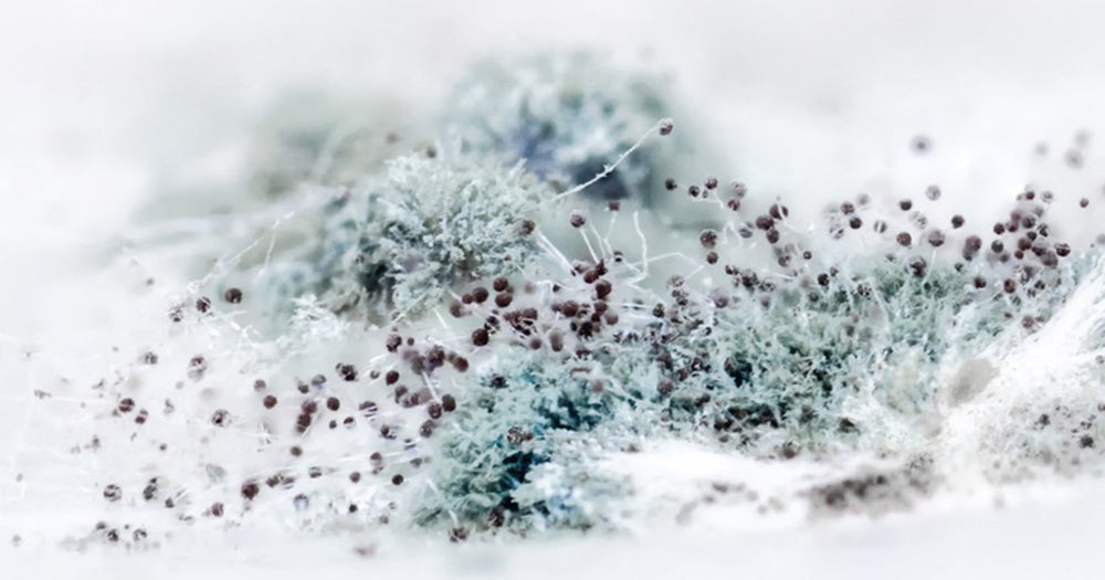 The Harmful Effects of Mold & How to Test Your Air Quality