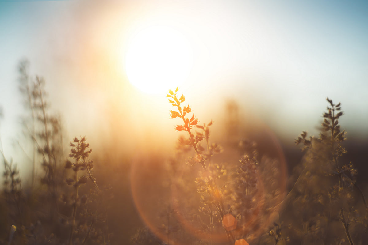 Warm Winter Weather and Allergies
