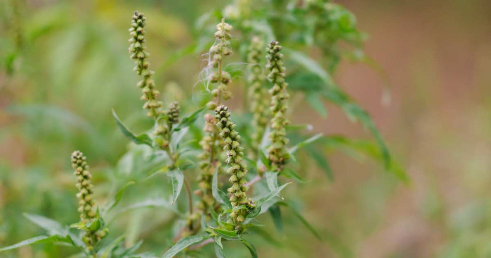 Close up image of ragweed plant in a field