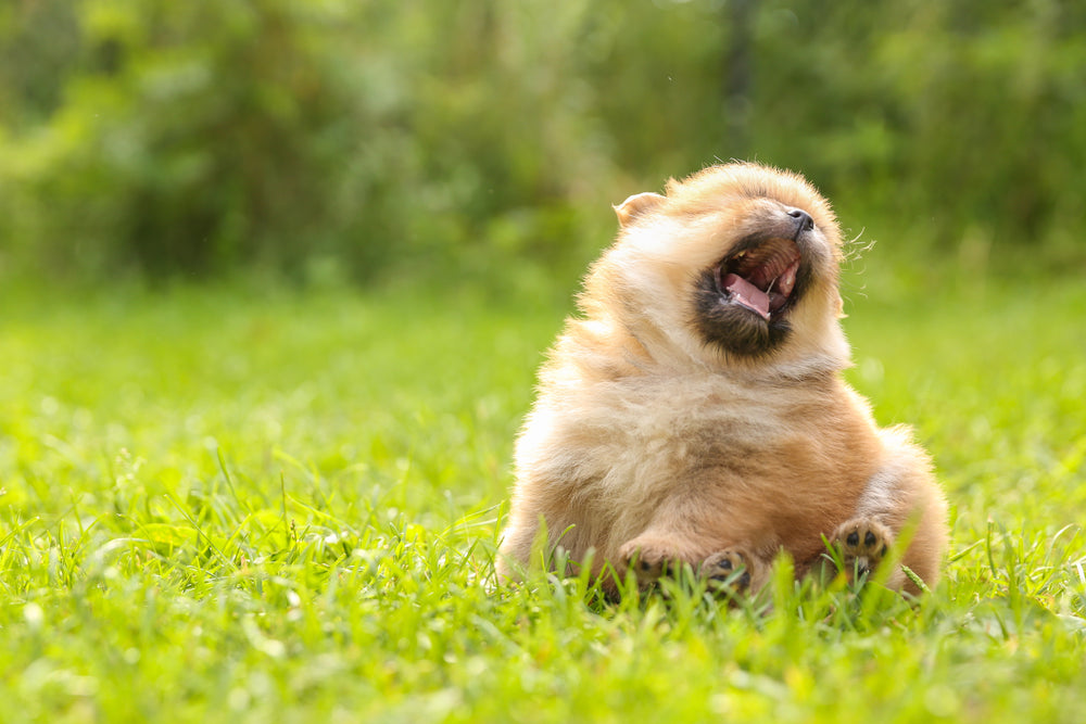 What is My Pet Allergic to?