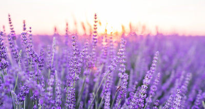 French Lavender Essential Oil