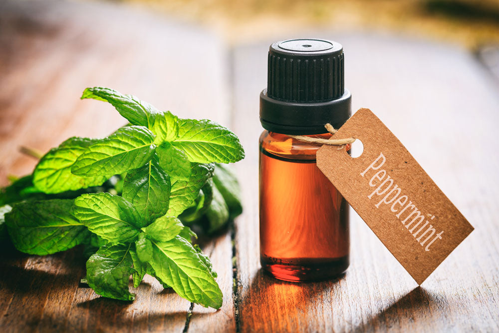 Harnessing the Refreshing Power of Peppermint Essential Oil Air Oasis