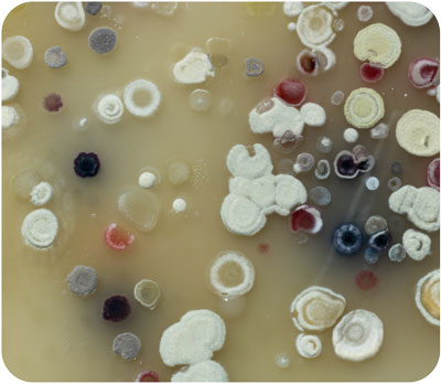 actinobacteria