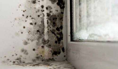 mold in a window